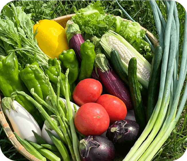 野菜定期便 直送6回