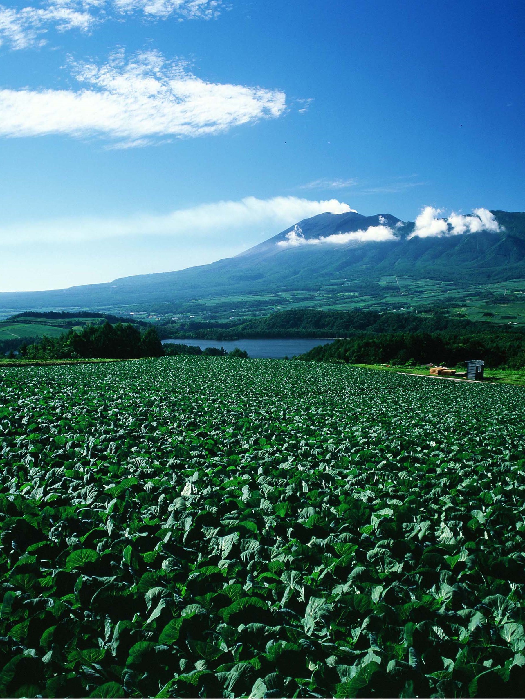 群馬県嬬恋村