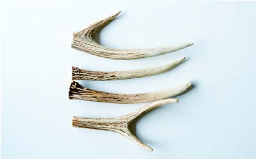 北海道湧別町産 鹿角（15～20cm） 4本 地域おこし協力隊関連返礼品  F6S-224