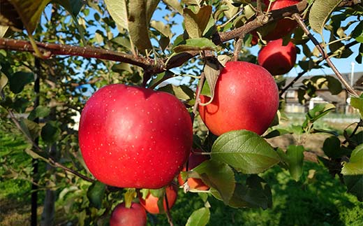 ふかがわシードル200ml 12本セット 北のハイグレード食品 北海道 深川 国産シードル 林檎のお酒 りんご酒 果実酒 おしゃれギフト プレゼント お取り寄せ クラフトシードル スパークリングシードル F6S-518