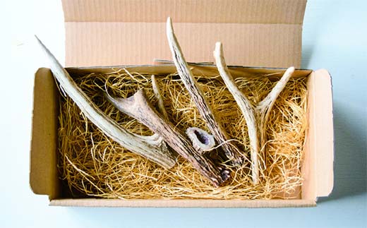 北海道湧別町産 鹿角（15～20cm） 4本 地域おこし協力隊関連返礼品  F6S-224