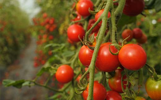 燦菜果（さんさいか）ミニトマトゼリー 10個セット 北のハイグレード食品 とまと トマト ゼリー 野菜 北海道 F6S-411