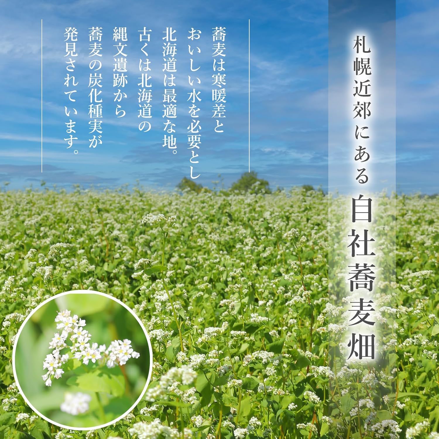 蕎傳 北海道産そば粉使用！ 手打ち風田舎そば(つゆ付き) 四人前 そば湯 【3027】