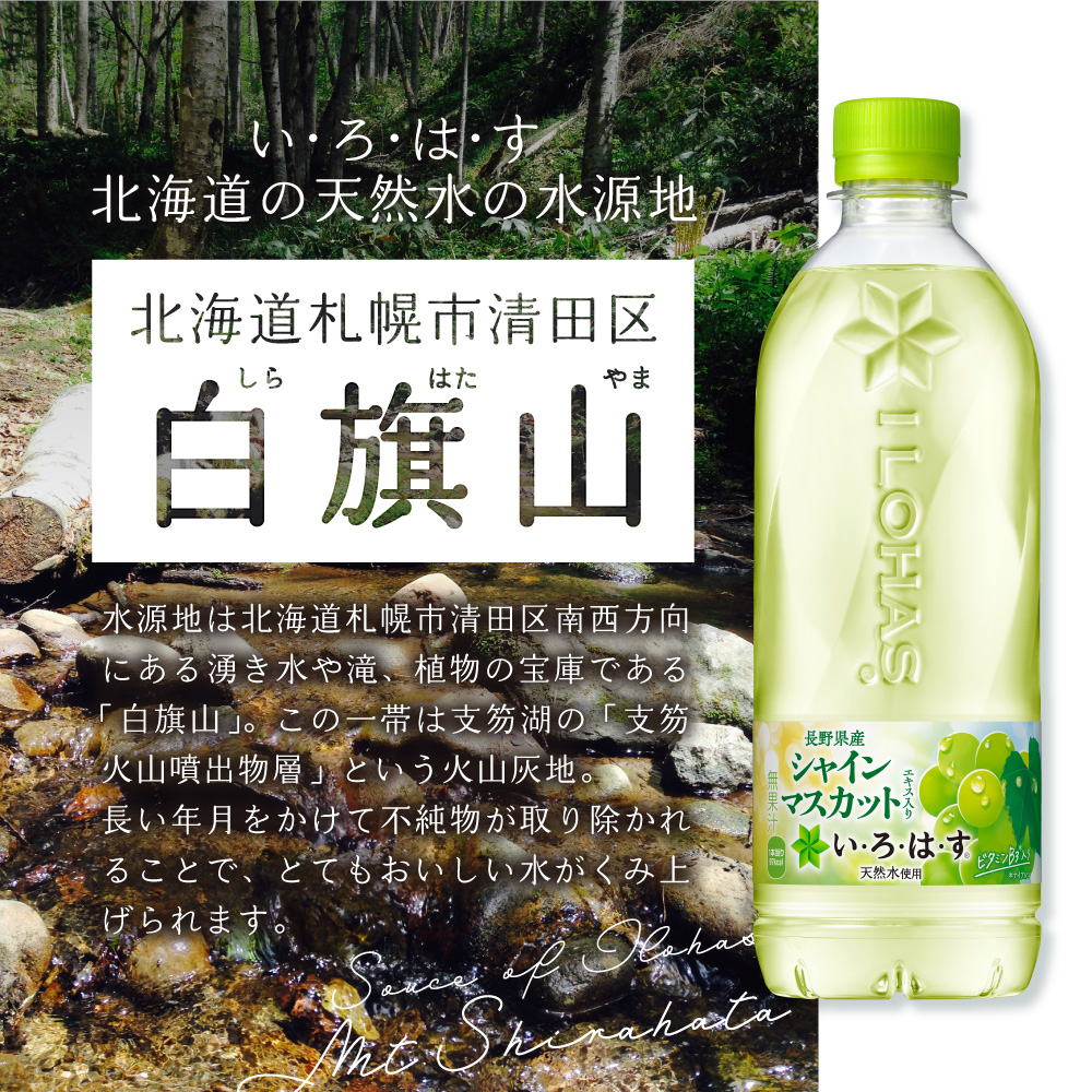 【２ヶ月定期便】い・ろ・は・す シャインマスカット540mlPET×48本｜コカ・コーラ 飲料 ドリンク 飲み物 水 北海道 札幌市