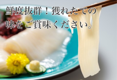 【道水】真いかお造りジャングル1kg（500g×2袋） いか刺身 いかそうめん 三陸・北海道沖産_HD108-012