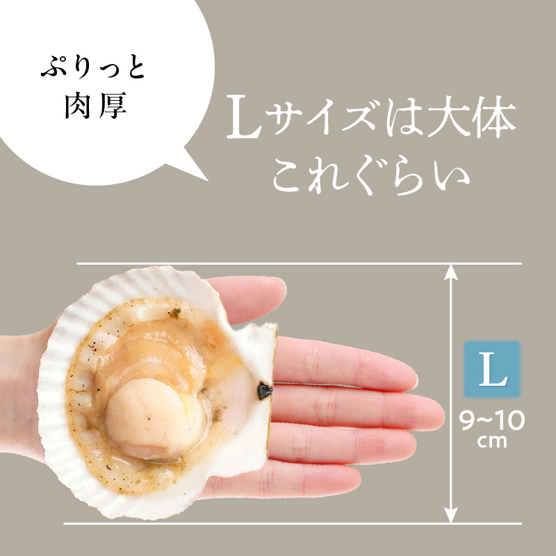 北海道噴火湾産ホタテ片貝 (Lサイズ／10枚×3袋)【計30枚】_HD117-042 【L】10枚×3袋（計30枚）