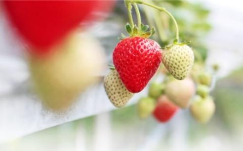 はこだて恋いちご いちごシフォン ぷりん6個セット_HD100-003