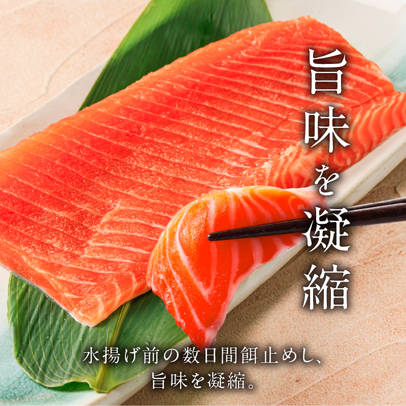 【2026年6月発送　先行予約】函館サーモン 450g プレミアム 養殖 サーモン 新鮮 鮮度抜群 脂乗り 旨味 凝縮 水揚げ前 餌止め 活締め 漁師 こだわり 魚 海鮮 海の幸 冷凍 刺身 お取り寄せグルメ お取り寄せ 国産 北海道 函館市 送料無料_HD231-018 450g
