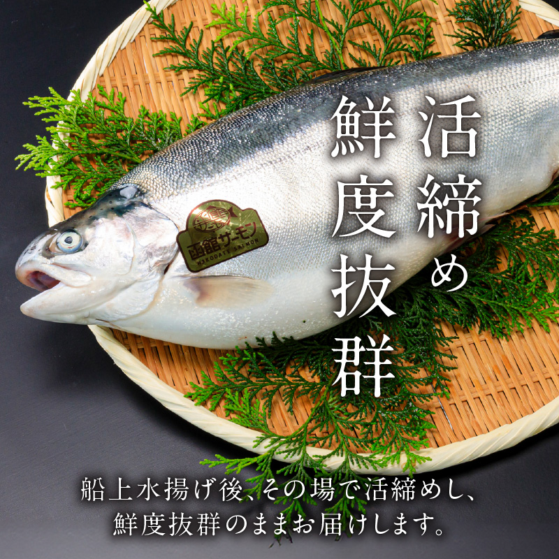 【2026年6月発送　先行予約】函館サーモン 450g プレミアム 養殖 サーモン 新鮮 鮮度抜群 脂乗り 旨味 凝縮 水揚げ前 餌止め 活締め 漁師 こだわり 魚 海鮮 海の幸 冷凍 刺身 お取り寄せグルメ お取り寄せ 国産 北海道 函館市 送料無料_HD231-018 450g