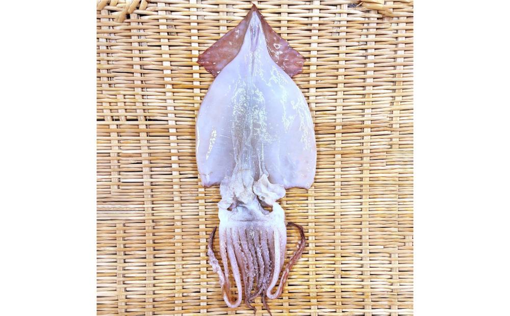 北海道産！生干し するめいか 開き 130g×7パック 計910g