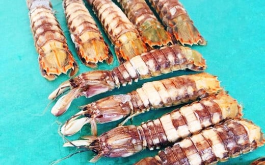 【訳アリ】小樽産 剥き シャコ 10本 （ 10本×1パック ）