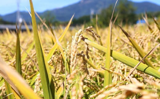 小樽の地酒 北の一星セット