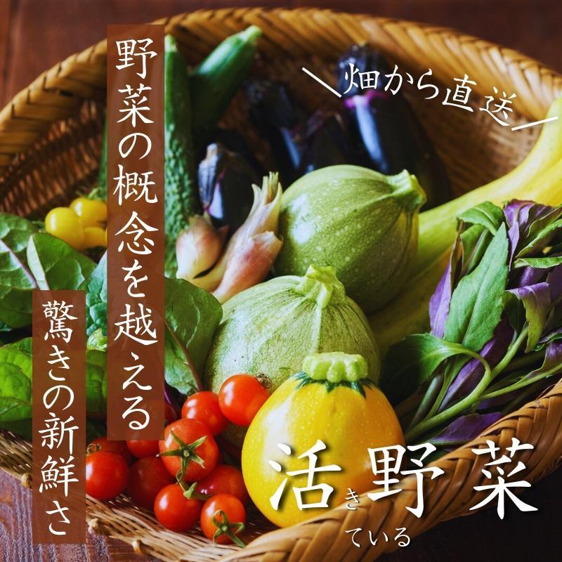 【4回定期便】【野菜ソムリエ厳選】北海道小樽産 旬の活野菜セットL 10種以上 120サイズ