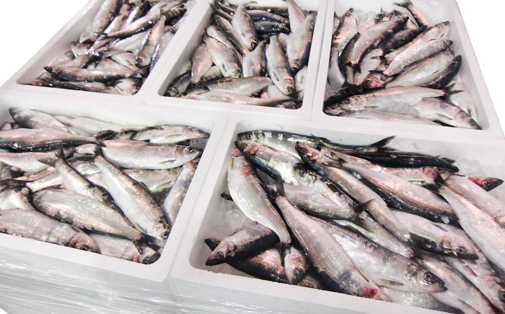 北海道 小樽産 塩 数の子 600g かずのこ 魚卵 お節 おせち 化粧箱