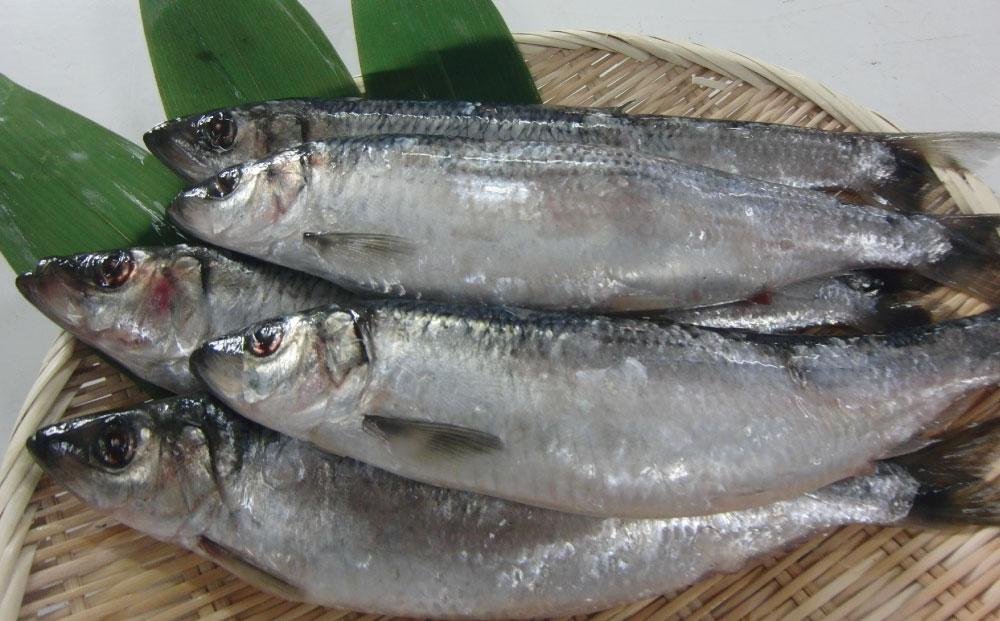 【2回定期便】北海道 小樽産 味付け 数の子 230g