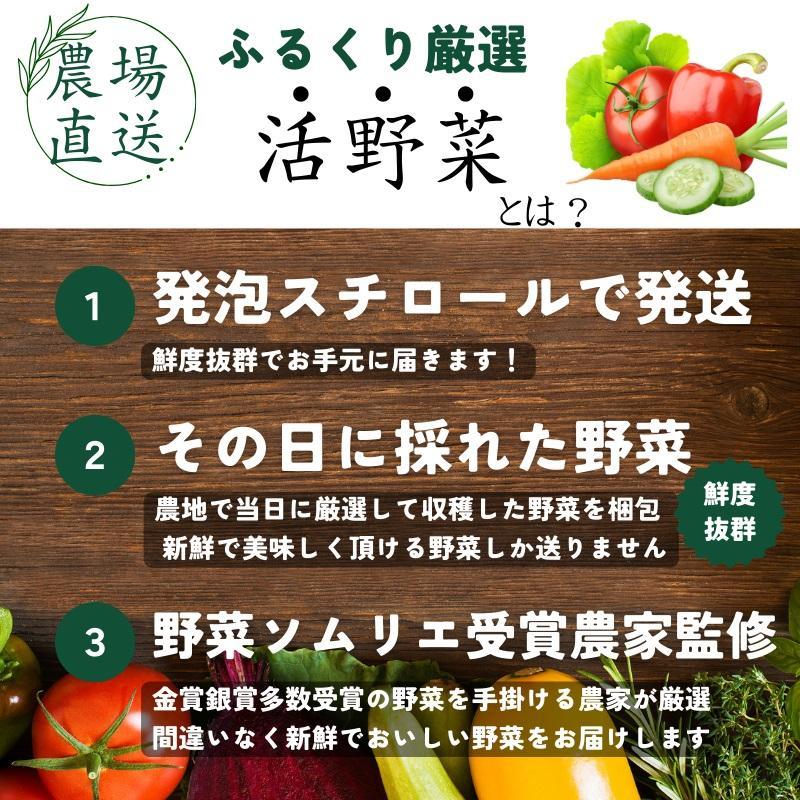 【3回定期便】【野菜ソムリエ厳選】北海道小樽産 旬の活野菜セットL 10種以上 120サイズ