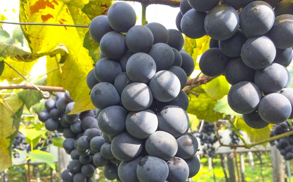 CRAFT ぶどう　糀あまざけ　20缶