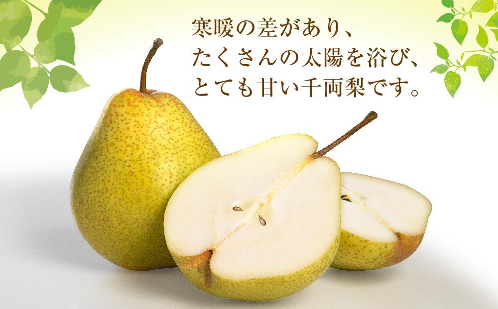 【先行予約】近澤果樹園 千両梨　7kg（MLサイズ混合）（2025年10月中旬より発送予定）【 果物 くだもの フルーツ デザート 旬 お取り寄せ 甘い 北海道産 人気 ランキング 北海道 旭川市 産地直送 】_01176