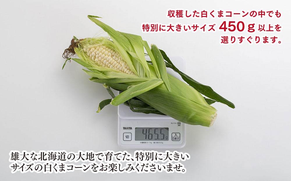 【26年発送先行予約】象もろこし（白くまコーン）大きいサイズのトウモロコシ 450g以上 8本入り (2026年8月下旬から発送開始予定) 【 とうもろこし 人気 北海道 糖度 野菜 白いとうもろこし 白いスイートコーン 産地直送 ホワイトレディ コーン 玉蜀黍 旬 お取り寄せ 旭川市 北海道 】_01413
