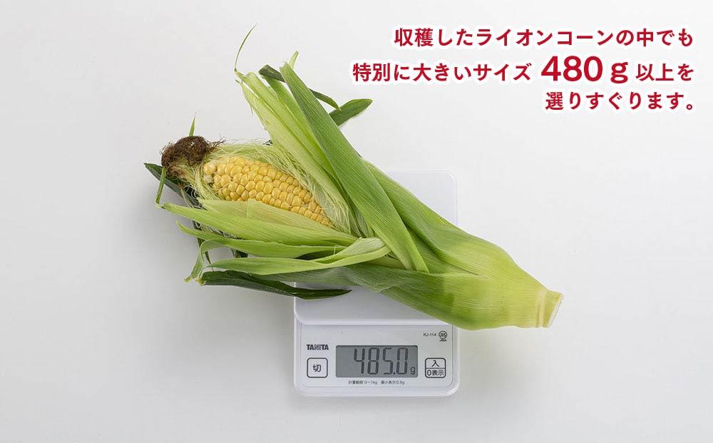 【26年発送先行予約】象もろこし（ライオンコーン）大きいサイズのトウモロコシ 480g以上 8本入り (2026年8月下旬～発送開始予定) 【 とうもろこし 人気 北海道 糖度 野菜 スイートコーン 産地直送 ゴールドラッシュ コーン 旬 お取り寄せ 旭川市 北海道 】_01412