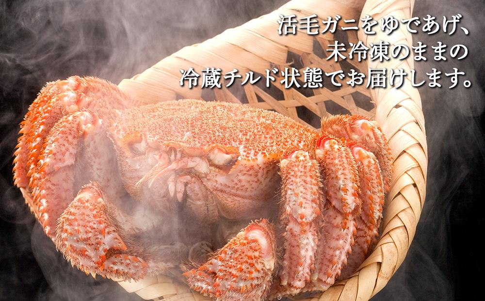 【先行予約】北海道オホーツク産海明け活毛ガニ　ボイル未冷凍配送(チルド 冷蔵配送)　500g前後　1尾（2026年3月下旬より発送予定）_03499