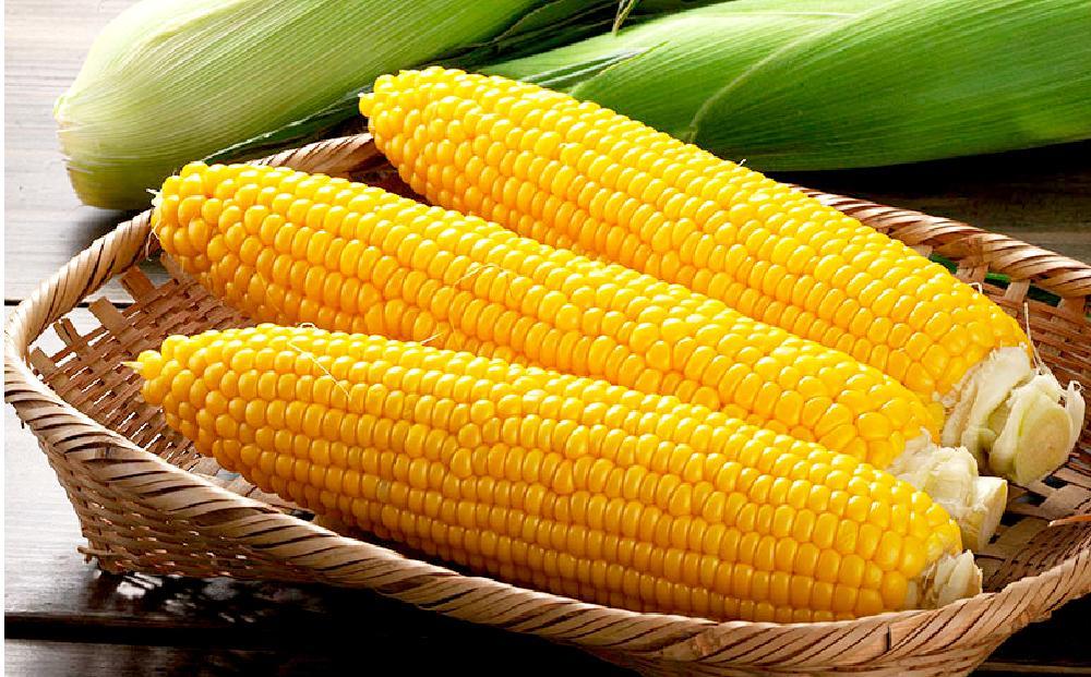 【26年発送先行予約】旭山動物園　白くまコーン4本　ライオンコーン4本　MIX　合計8本（2026年8月中旬から発送開始予定）【 とうもろこし 人気 北海道 糖度 野菜 白いとうもろこし 白いスイートコーン 産地直送 ホワイトレディ ゴールドラッシュ コーン 玉蜀黍 旬 お取り寄せ 旭川市 北海道 】_03815