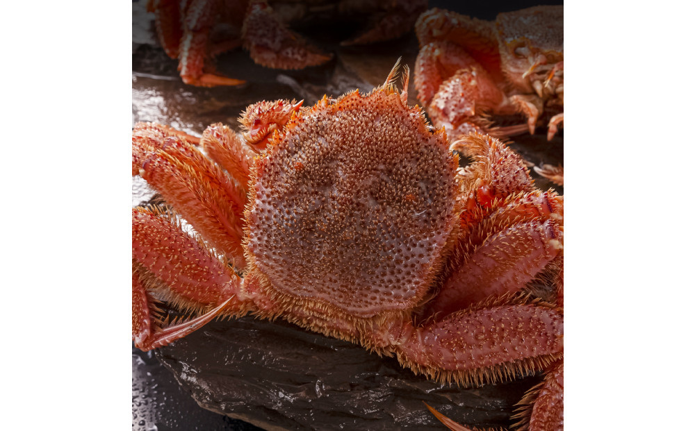 北海道産毛ガニ1尾 570g前後_05580