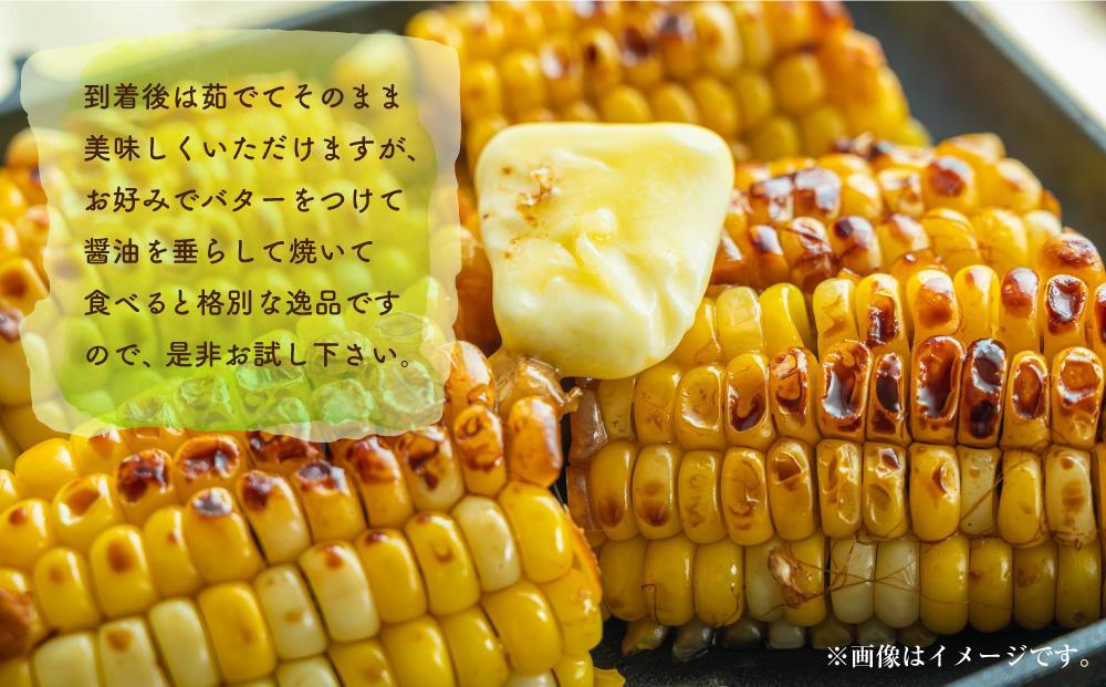 【26年先行予約】朝採り　とうもろこし　ゴールドラッシュ　約3kg（L～2Lサイズ× 8本）（2026年8月中旬から順次発送予定）【 人気 北海道産 糖度 生 野菜 スイートコーン 産地直送 バーベキュー BBQ コーン 旬 お取り寄せ 旭川市 北海道 】_04659