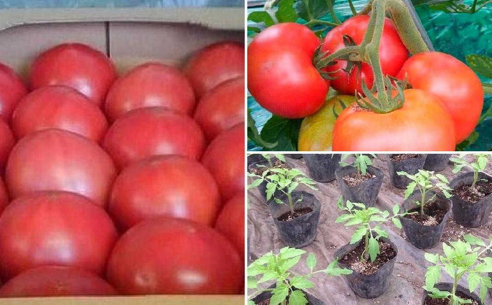 旭川市西神楽産 桃太郎トマト4kg（2026年6月中旬～発送開始予定）_00960