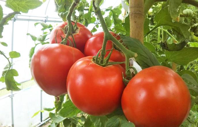 花咲トマトジュース　1L×6本セット 【 トマト とまと とまとジュース 野菜ジュース ジュース 飲み物 飲料 ギフト 北海道 旭川】_01893