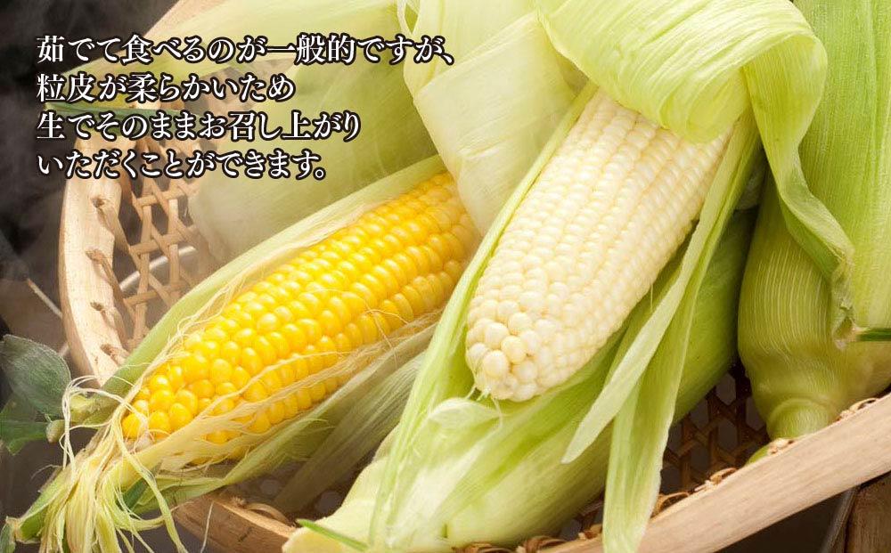 【先行予約】【旭川近郊産】白と黄色のとうもろこしセット　各5本（計3.5kg）2026年8月上旬から発送開始予定 【 白いとうもろこし 人気 北海道産 糖度 生 野菜 スイートコーン 産地直送 バーベキュー BBQ コーン 旬 お取り寄せ 旭川市 北海道 】_00094