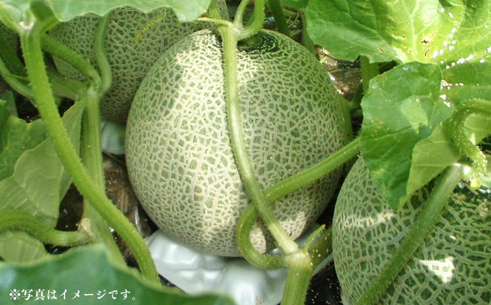 【26年発送先行予約】北海道産 赤肉メロン LLサイズ 2玉（計4.0kg以上）2026年7月上旬から発送開始予定 【 果物 くだもの フルーツ メロン 赤肉 赤肉メロン 旬 お取り寄せ 甘い 北海道産 旭川市 北海道 】_02099