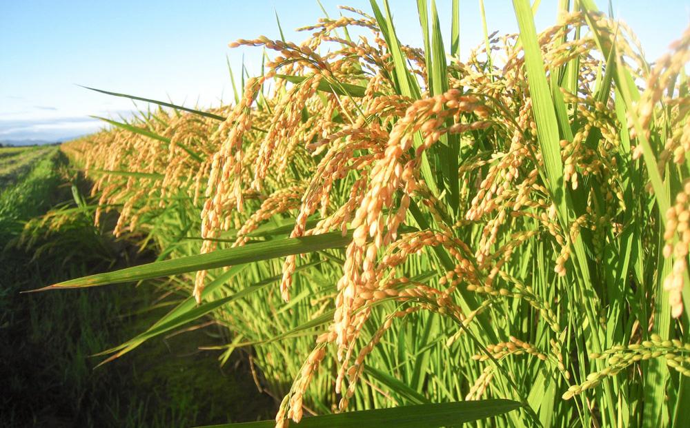 CRAFT きたほなみ　糀あまざけ　15缶