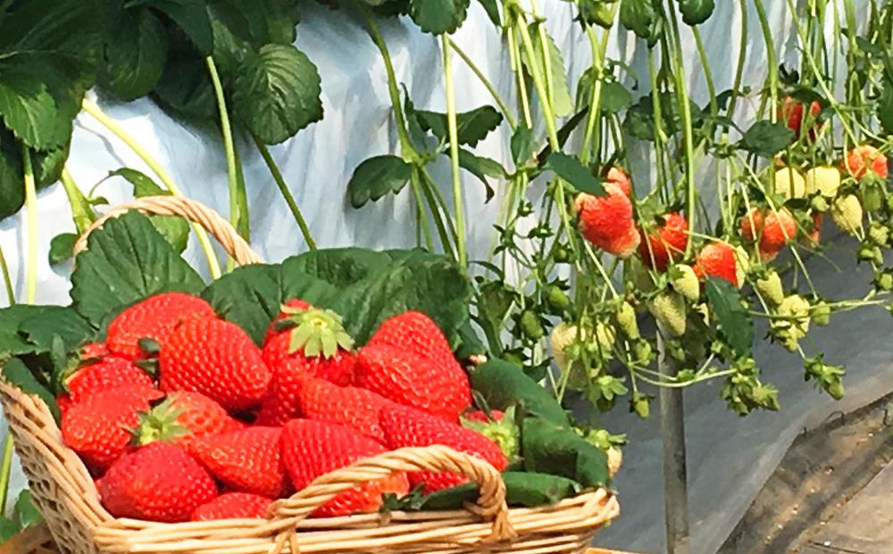 CRAFT 旭川いちご　糀あまざけ　15缶