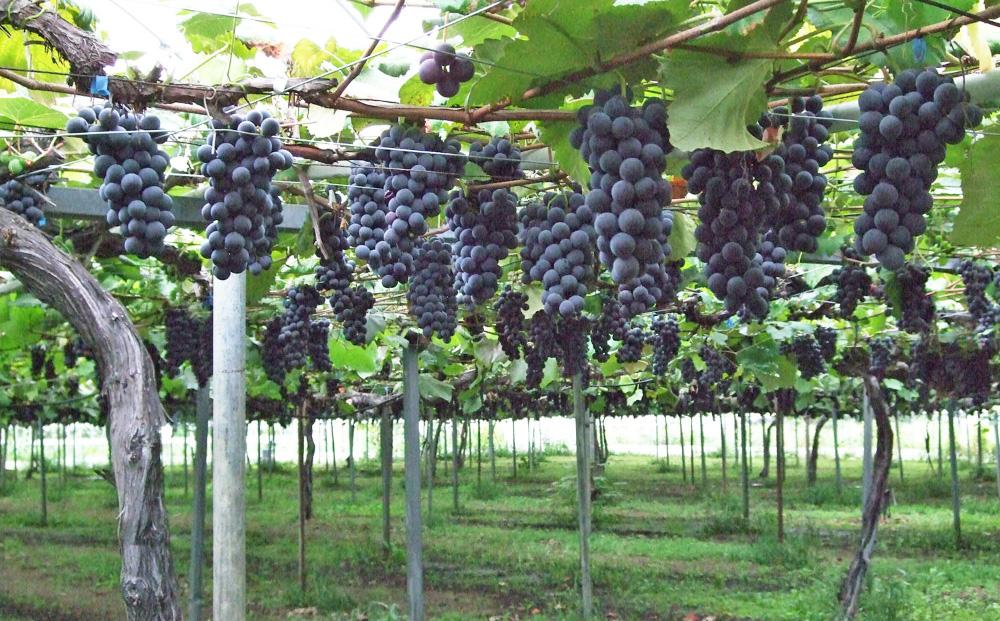 CRAFT ぶどう　糀あまざけ　15缶