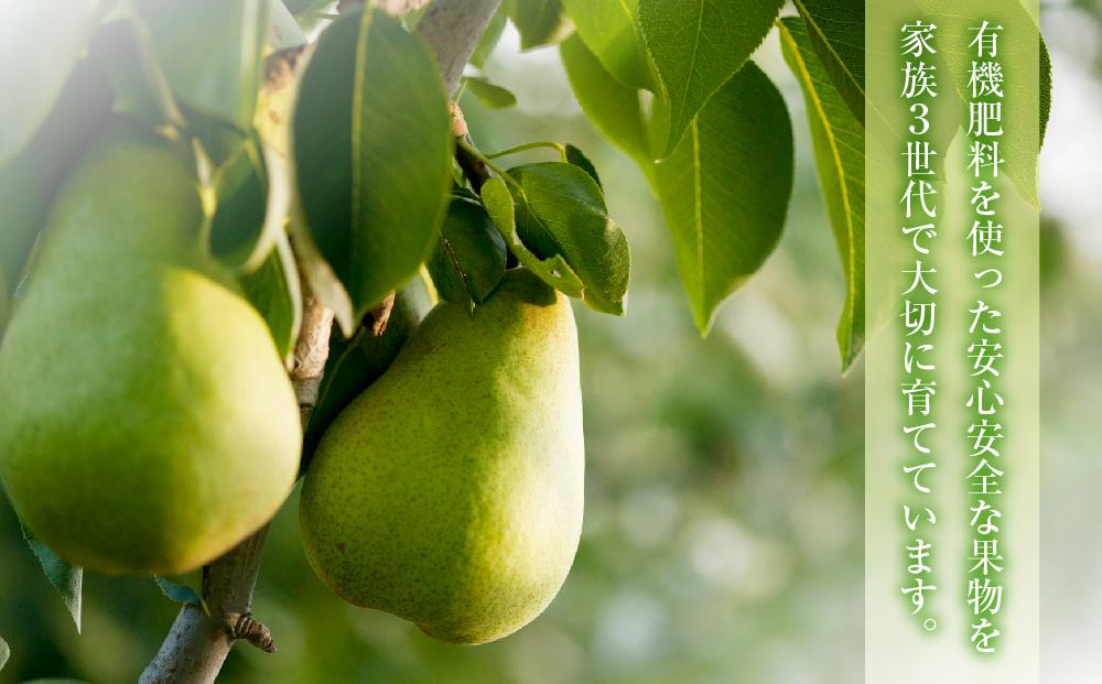 【先行予約】近澤果樹園 千両梨　7kg（MLサイズ混合）（2025年10月中旬より発送予定）【 果物 くだもの フルーツ デザート 旬 お取り寄せ 甘い 北海道産 人気 ランキング 北海道 旭川市 産地直送 】_01176