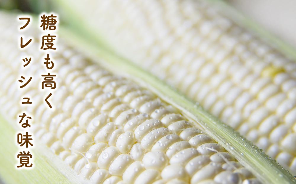白いとうもろこしピュアホワイト 12本 3.6kg(2025年8月下旬より発送予定) 【 人気 北海道産 糖度 生 野菜 スイートコーン 産地直送 バーベキュー BBQ コーン 旬 お取り寄せ 旭川市 北海道 送料無料 】_00407