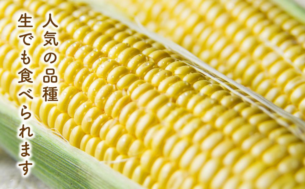 【2026年先行予約】黄金色で大粒 ゴールドラッシュ 8本 3.2kg（2026年8月下旬から発送開始予定）【 人気 北海道産 糖度 生 野菜 スイートコーン 産地直送 バーベキュー BBQ コーン 旬 お取り寄せ 旭川市 北海道 】_04560