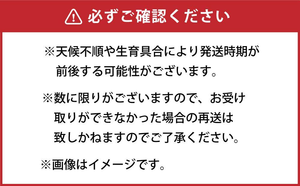 朝採り グリーンアスパラ 2L～3L 700g (2025年5月下旬発送予定)_03900