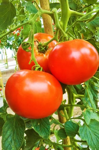 花咲トマトジュース　1L×6本セット 【 トマト とまと とまとジュース 野菜ジュース ジュース 飲み物 飲料 ギフト 北海道 旭川】_01893