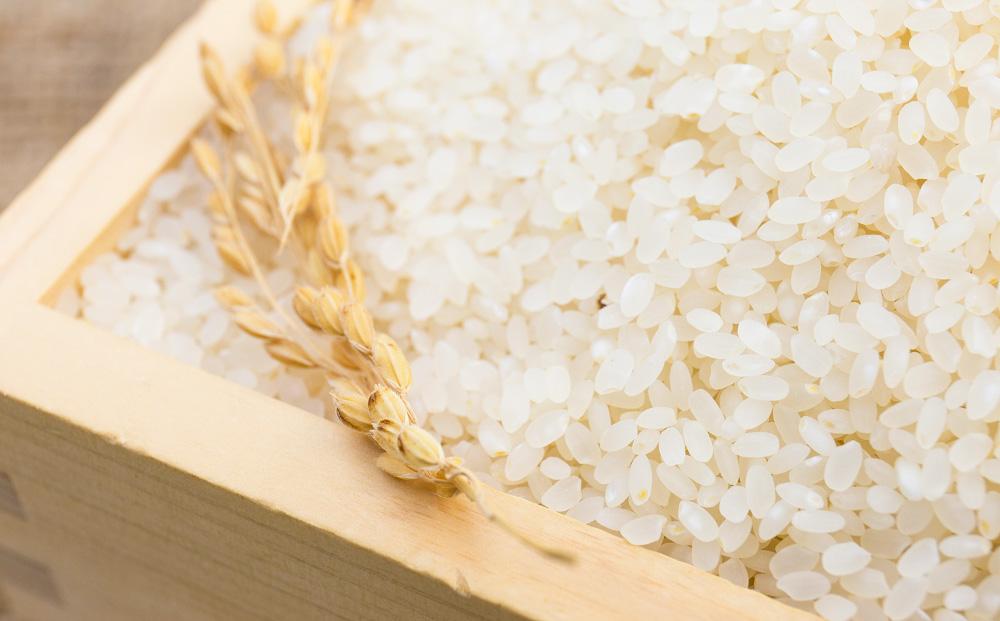 CRAFT ぶどう　糀あまざけ　15缶