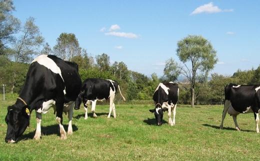 【2026年1月から発送】【広めよう！アニマルウェルフェア】低温殺菌牛乳1年定期便_00251