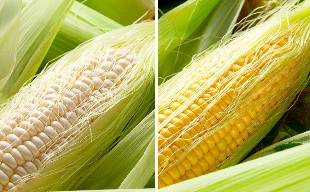 【26年発送先行予約】旭山動物園　白くまコーン4本　ライオンコーン4本　MIX　合計8本（2026年8月中旬から発送開始予定）【 とうもろこし 人気 北海道 糖度 野菜 白いとうもろこし 白いスイートコーン 産地直送 ホワイトレディ ゴールドラッシュ コーン 玉蜀黍 旬 お取り寄せ 旭川市 北海道 】_03815