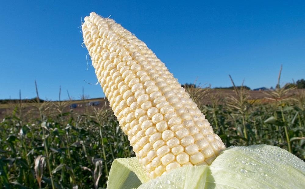 【2026年先行予約】とうもろこしコラボセット!　ピュアホワイト4本×ゴールドラッシュ4本（2026年8月下旬から発送開始予定）【 白いとうもろこし 人気 北海道産 糖度 生 野菜 スイートコーン 産地直送 バーベキュー BBQ コーン 旬 お取り寄せ 旭川市 北海道 】_04561