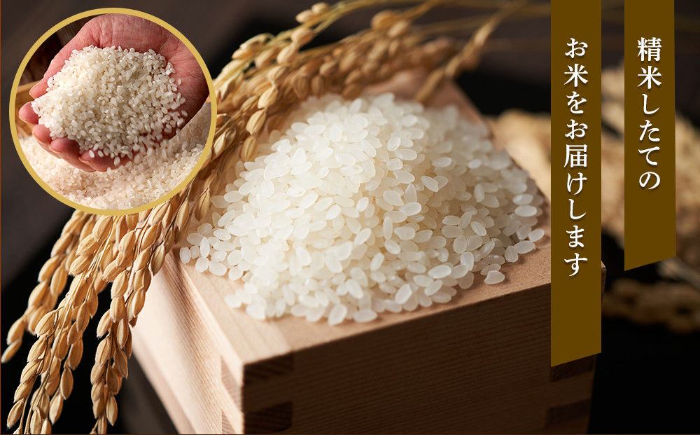 【特Aランク】 令和7年北海道産 ななつぼし5kg 【 白米 精米 ご飯 ごはん 米 5kg  お米 旭川市ふるさと納税 北海道ふるさと納税 】_04807