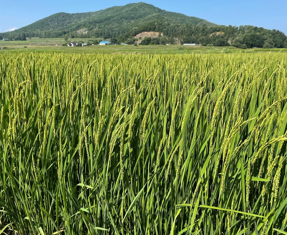 ふくしえんのおこめ（ななつぼし）10kg _01889