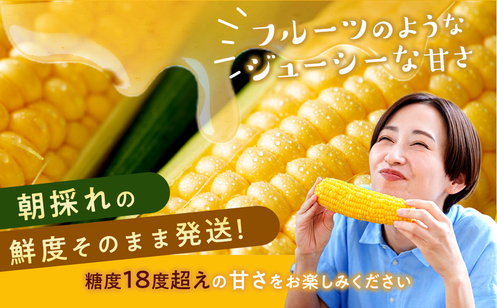 地元テレビで紹介!【先行予約】糖度18～19度! 北海道旭川産スイートコーン約5kg (2026年8月中旬発送開始予定) 【 とうもろこし コーン ゴールドラッシュ 野菜 旬 お取り寄せ 北海道 旭川市 】_05256