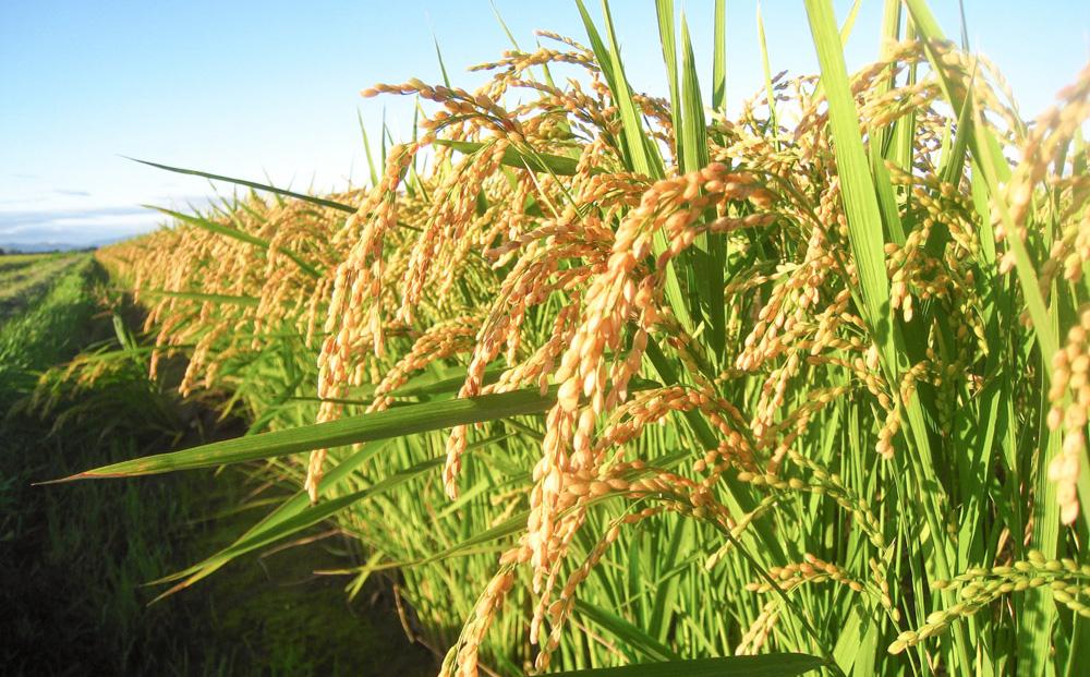 CRAFT ぶどう　糀あまざけ　20缶