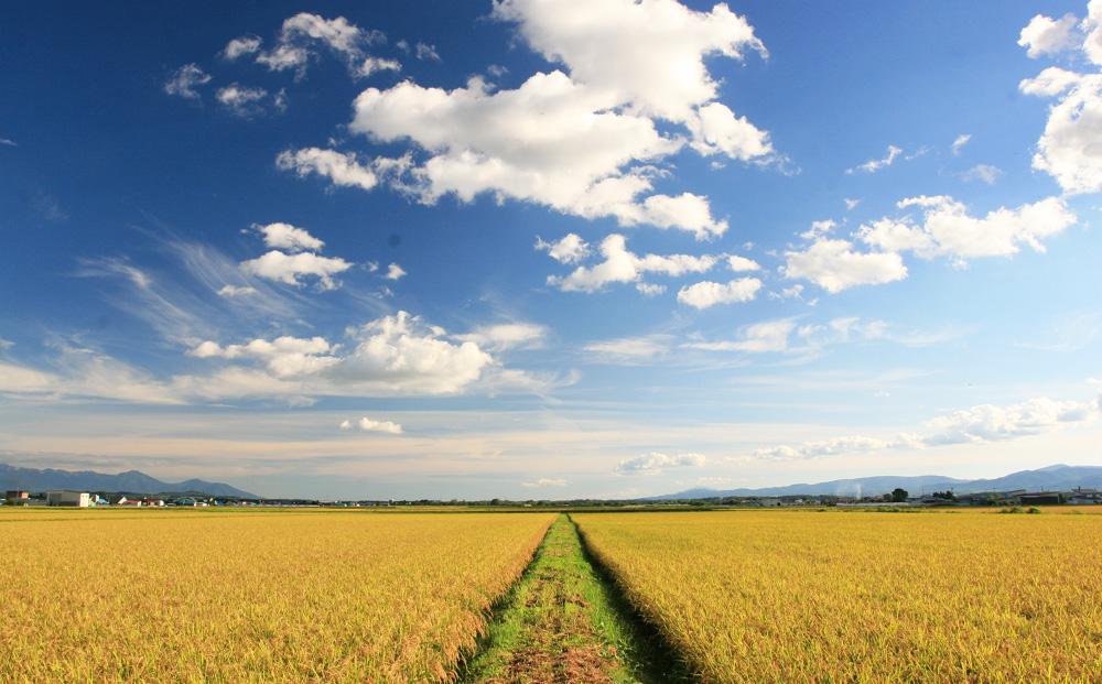 CRAFT きたほなみ　糀あまざけ　15缶