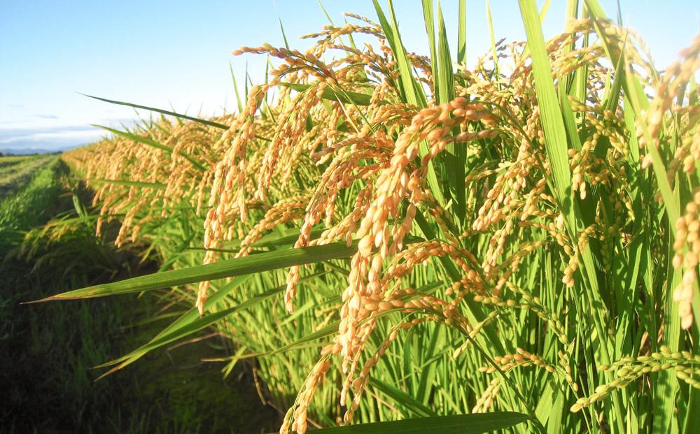 CRAFT 旭川いちご　糀あまざけ　15缶